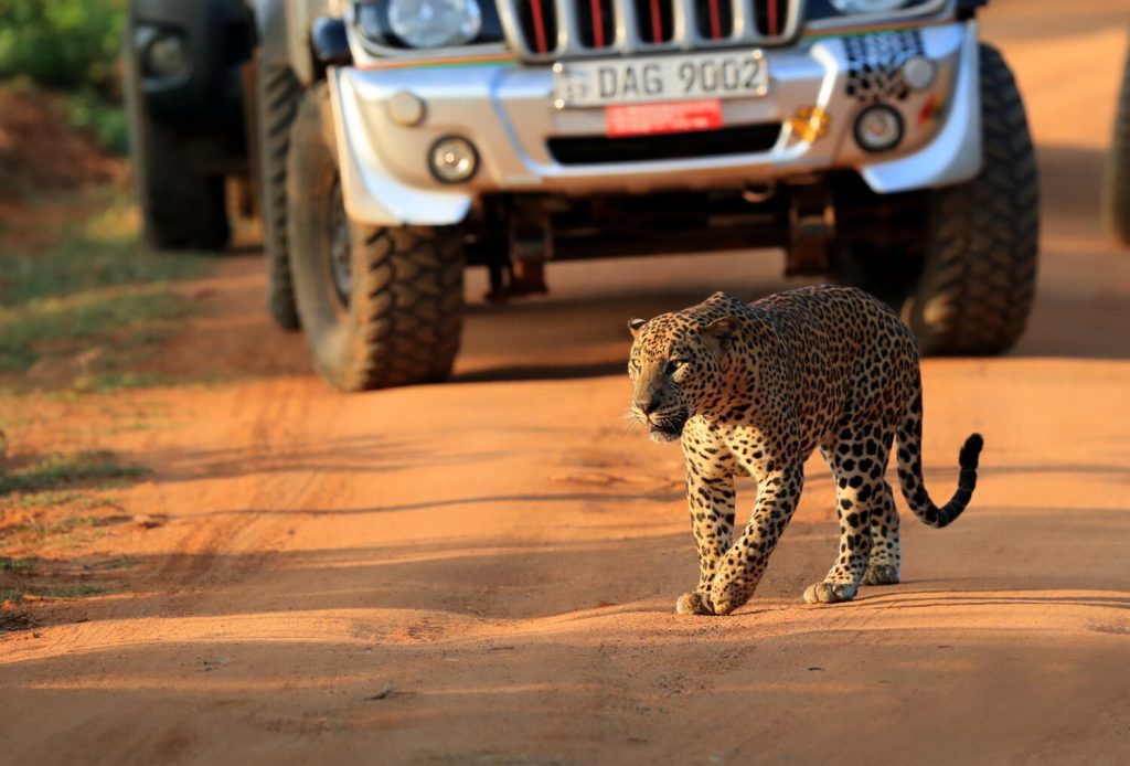 SRI LANKA: A WILDLIFE WONDER AWAITS