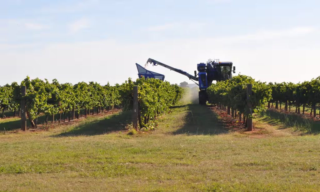 AUSTRALIA’S OVERSUPPLY OF WINE TOPS 2.8BN BOTTLES IN WAKE OF CHINA TRADE DISPUTE